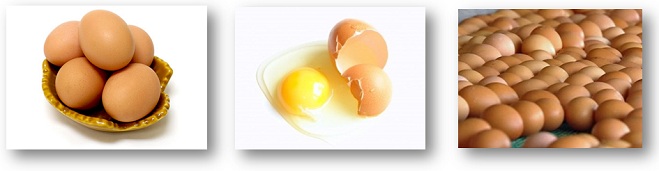 Fresh Brown Chicken Table Eggs for Export